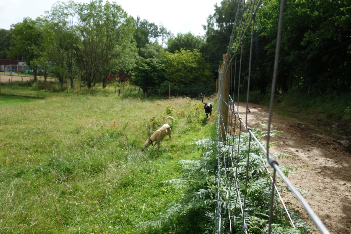 Dogs exploring the fenced park area